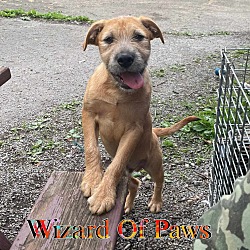 Photo of Wizard Of Paws