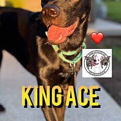 Photo of King Ace Loyal Boy