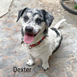 Thumbnail photo of Dexter #1