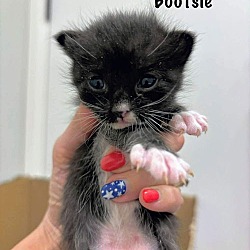 Thumbnail photo of Bootsie #4