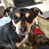 adopt a pet
