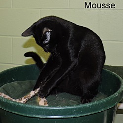 Thumbnail photo of Mousse #4
