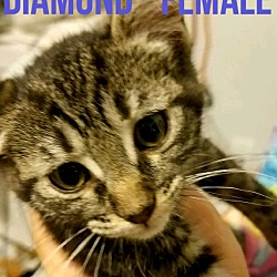 Thumbnail photo of DIAMOND #1