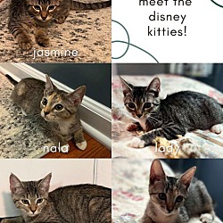 Photo of The Disney Kittens