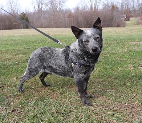 Foster, RI - Blue Heeler. Meet Poncho a Pet for Adoption - AdoptaPet.com