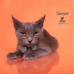 Photo of SAWYER