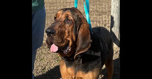 Dacula, GA - Bloodhound. Meet Tungsten a Pet for Adoption - AdoptaPet.com