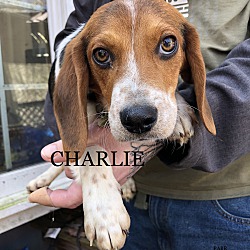 Thumbnail photo of CHARLIE #1