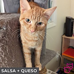 Thumbnail photo of Salsa (bonded with Queso) #2