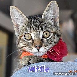 Photo of Miffie