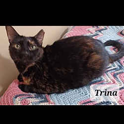 Thumbnail photo of Trina - shy & loving #1