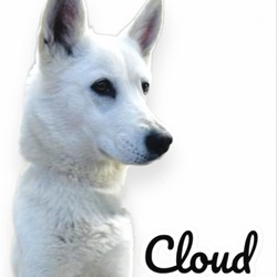 Thumbnail photo of Cloud - On Hold #2