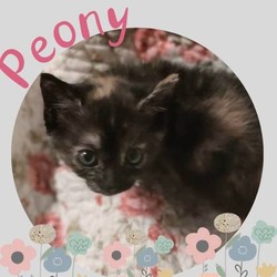 Thumbnail photo of Peony #2