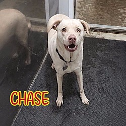 Thumbnail photo of Chase #1