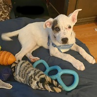 adopt a pet