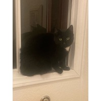 adopt-pet