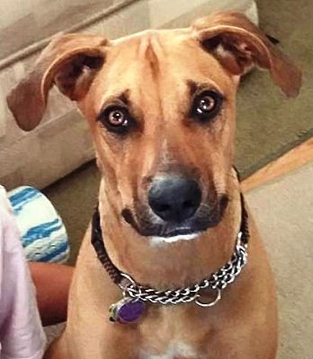 Gilbert, AZ - Vizsla/Black Mouth Cur. Meet Cooper a Pet for Adoption