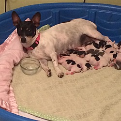 Thumbnail photo of Darla and her 9 Easterbunny's #3