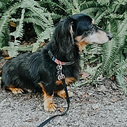 Jacksonville, FL - Dachshund. Meet Munchie a Pet for Adoption.