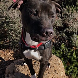 Thumbnail photo of Rufus #1