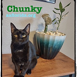 Photo of Chunky