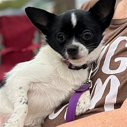 Photo of Dani