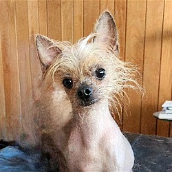 Photo of Willis (TN)