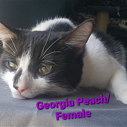 Thumbnail photo of Georgia Peach #3