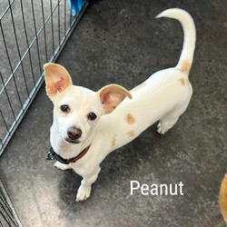 Thumbnail photo of Peanut #2