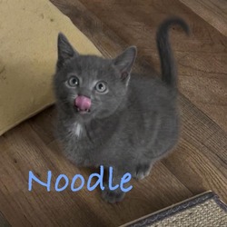 Thumbnail photo of Noodle #2