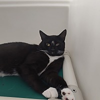 adopt a pet