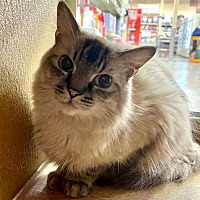 adopt a pet