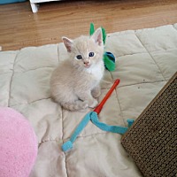 adopt a pet