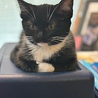 adopt a pet
