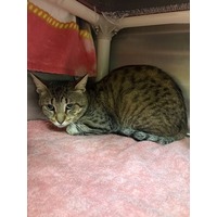 adopt-pet