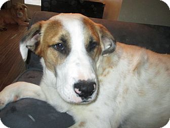 lickimat for large dogs