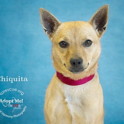 Thumbnail photo of Chiquita #1