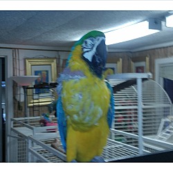 Thumbnail photo of Pego’ The Blue & Gold Macaw #3