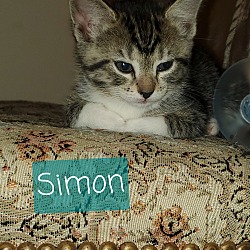 Thumbnail photo of Simon  #2