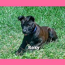 Thumbnail photo of Roxy #1