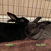 Photo of Pebbles / Bam Bam