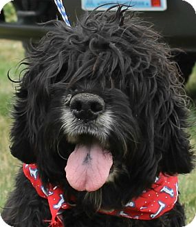 hairy cocker spaniel