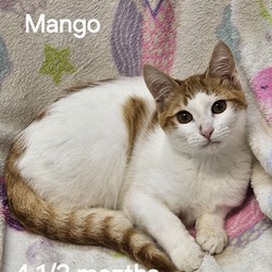 Thumbnail photo of Mango #2