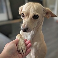 adopt a pet