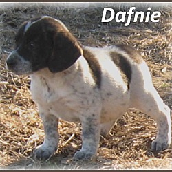 Thumbnail photo of Dafnie #1