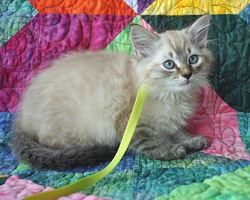 ragdoll rescue sc