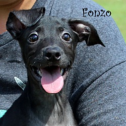 Thumbnail photo of Fonzo ~adopted! #1