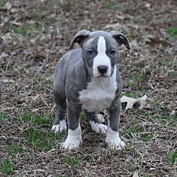 Thumbnail photo of Blue~adopted! #1