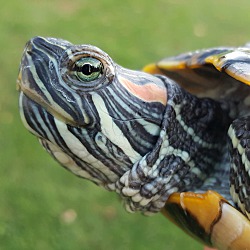 Mid-Atlantic Turtle & Tortoise Society in Baltimore, Maryland