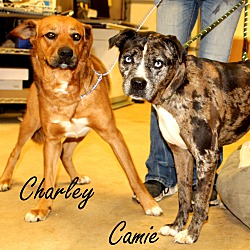Thumbnail photo of Charley~adopted! #2